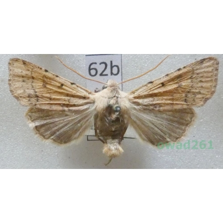 Agrochola lychnidis (Denis & Schiffermüller, 1775) Czech62b